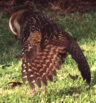 banded rail - photo by Kay Stowell